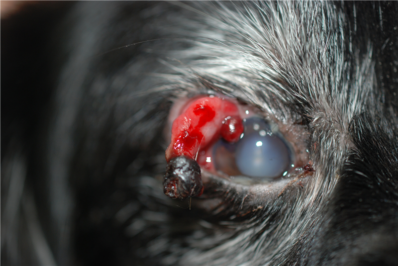 眼睑闭合不全,结膜充血.