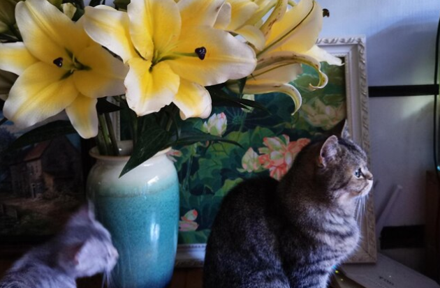 猫中毒 常見十種引起貓咪中毒的東西10 common things at home that can